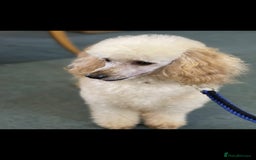 Miniature Poodle dogs for stud: HEALTH TESTED Kc Registered Miniature Poodle STUD in Doncaster - Image 5