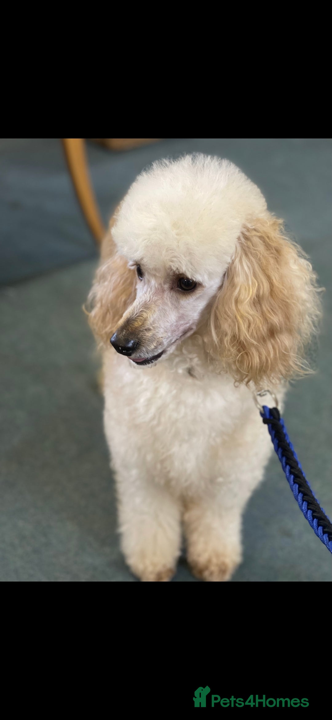 Miniature Poodle dogs for stud: HEALTH TESTED Kc Registered Miniature Poodle STUD in Doncaster - Image 5