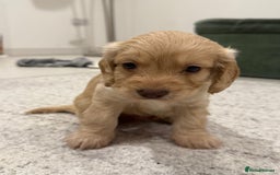 Cockapoo dogs for sale: Cockapoo puppies - Image 4