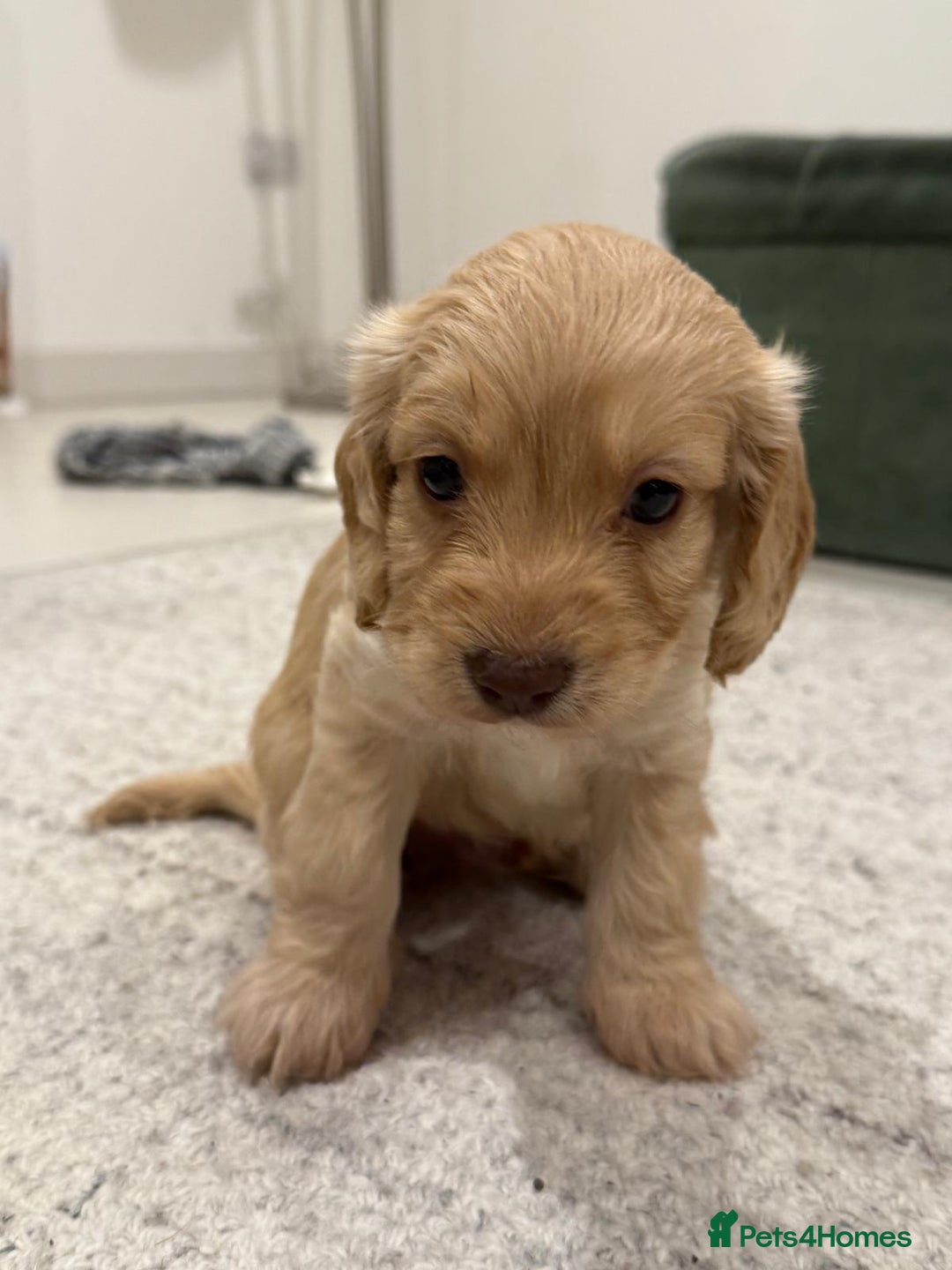 Cockapoo dogs for sale: Cockapoo puppies - Image 4