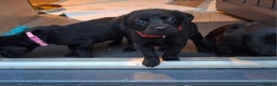 Labrador Retriever dogs for sale: Black labrador puppies - Advert 24