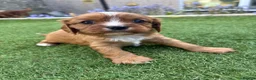 Cavalier King Charles Spaniel dogs for sale: Absolutely beautiful King Charles Cavalier puppies - Advert 2