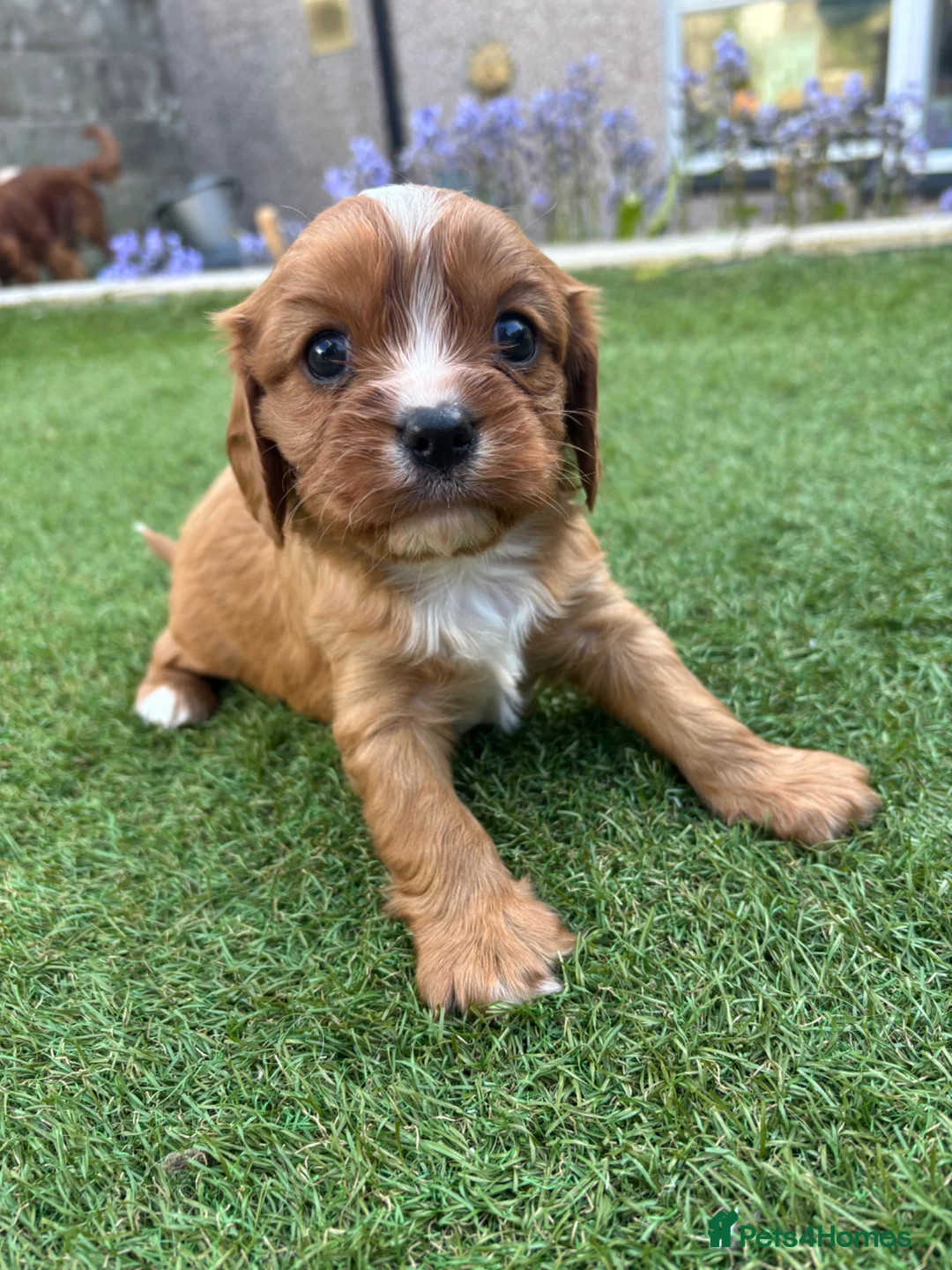 Cavalier King Charles Spaniel dogs for sale: Absolutely beautiful King Charles Cavalier puppies - Advert 2