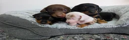 Dachshund dogs for sale: Beautiful Standard Dachshund Puppies  - Advert 27