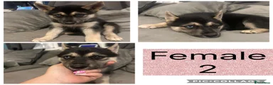 Shepsky 5