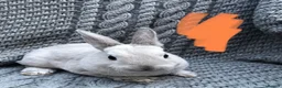 Rex rabbits for sale: Purebred Velvet Mini Rex Sable rabbits - Advert 4