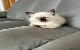 Ragdoll cats for sale: 😻 5 Beautiful Purebred Ragdoll Kittens 😻 - Image 16