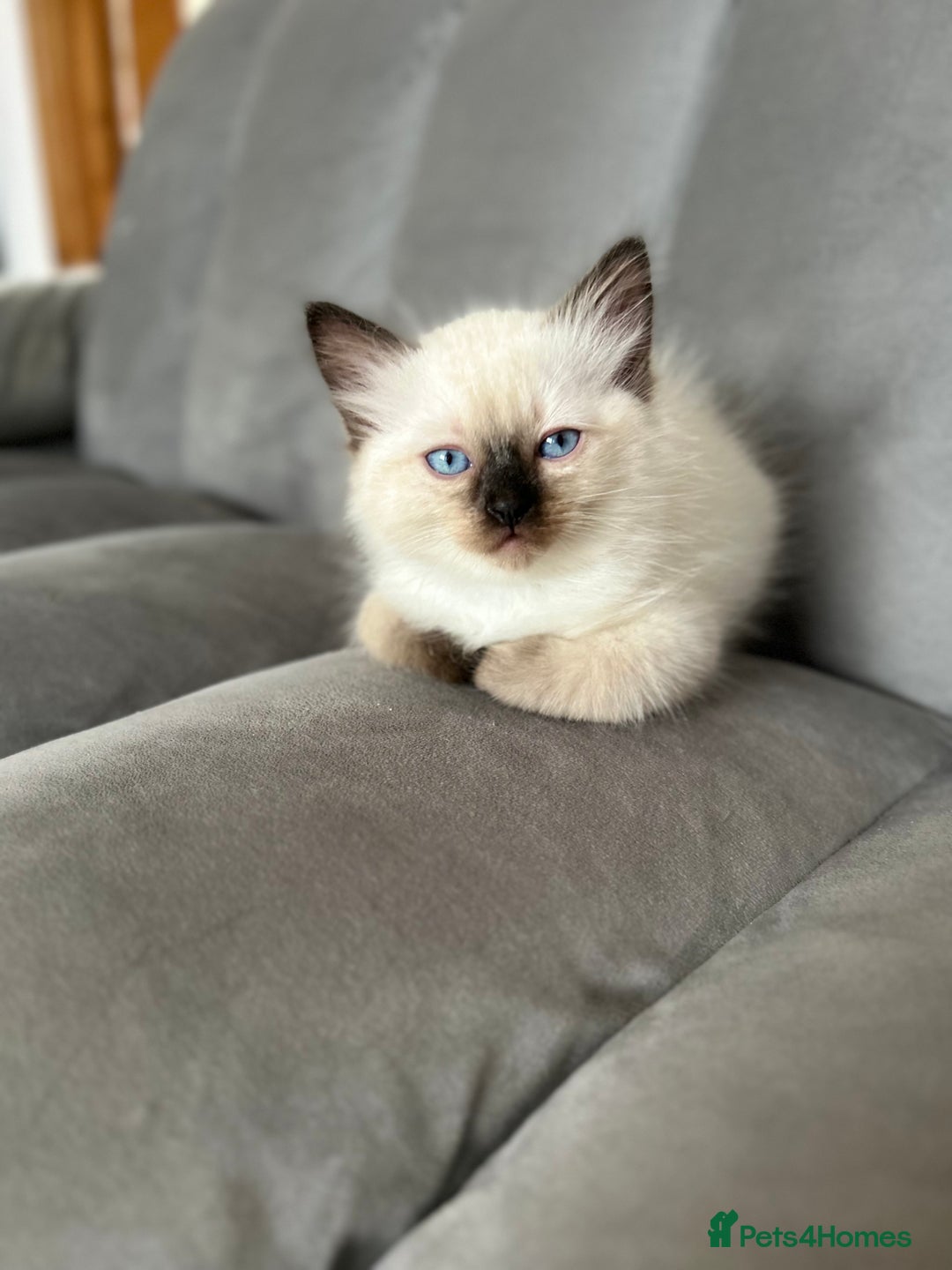 Ragdoll cats for sale: 😻 5 Beautiful Purebred Ragdoll Kittens 😻 - Image 16