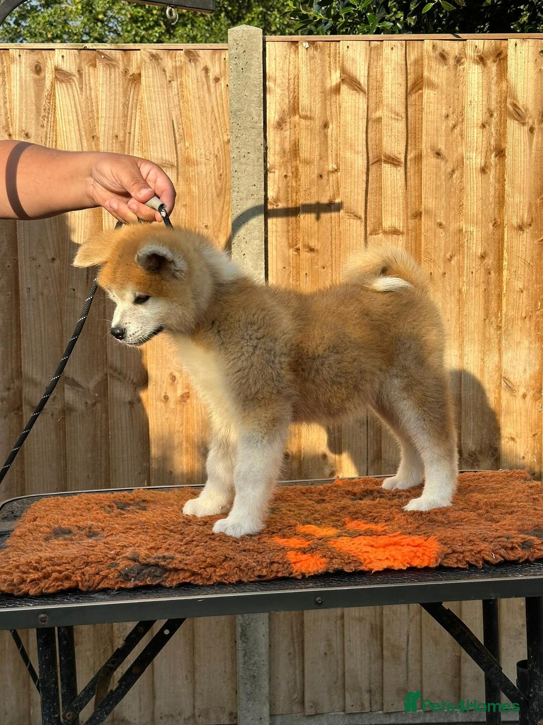 Japanese Akita Inu dogs for sale: Stunning Japanese Akita Inu - Image 4