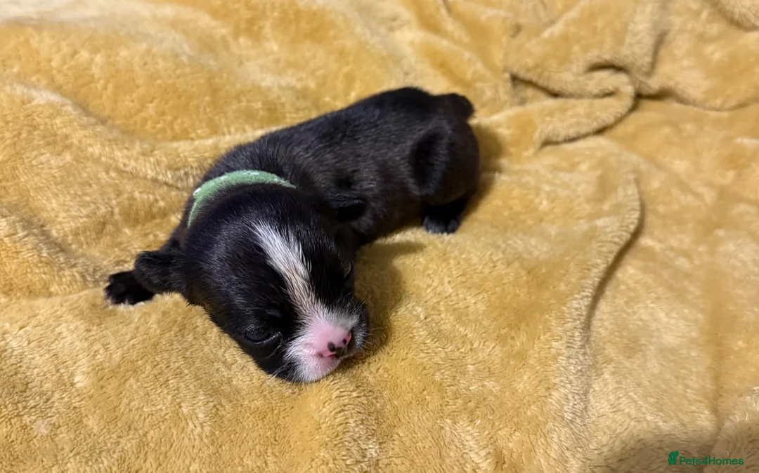 Mixed Breed dogs for sale: Gorgeous Frenchel  puppies (Frenchie x cavalier) in Bedworth - Advert 8