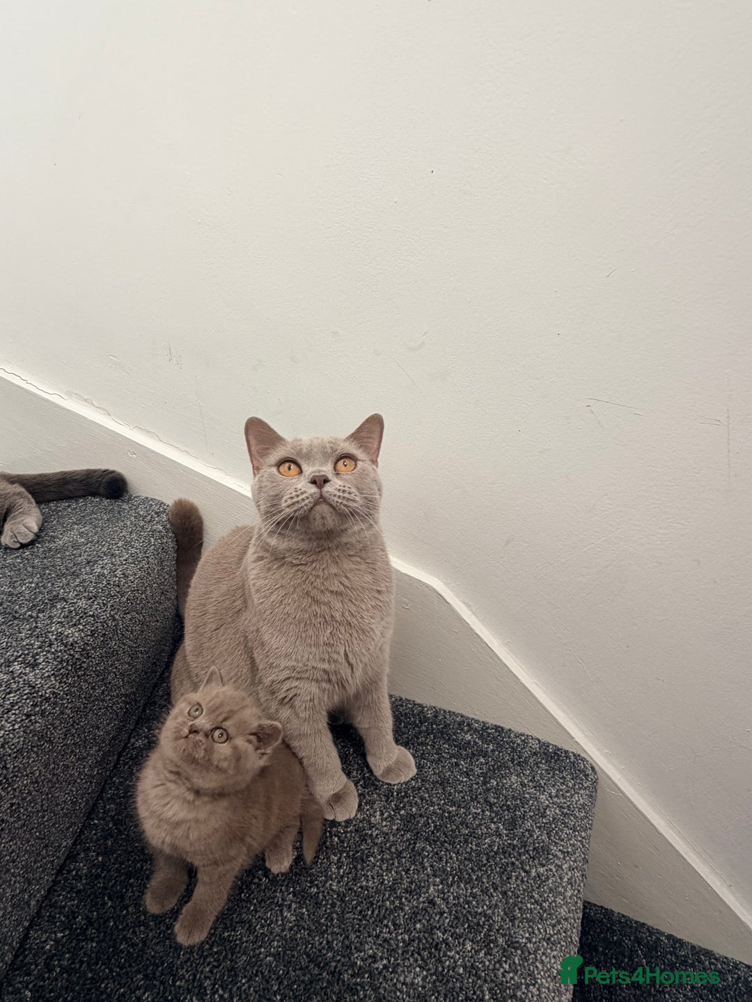 British Shorthair cats for sale: Lilac British shorthair  - Advert 8