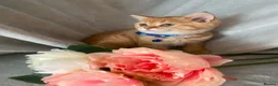 British Shorthair cats for sale: British shorthair kittens  - Advert 30