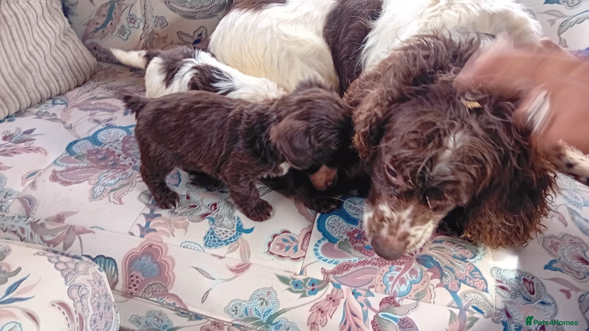 Cockapoo dogs Toy poodle puppies  - Advert 1