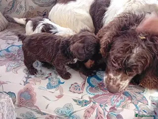 Cockapoo dogs Toy poodle puppies - Advert 2