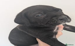 Cane Corso dogs for sale: Cane corso puppies  - Image 2