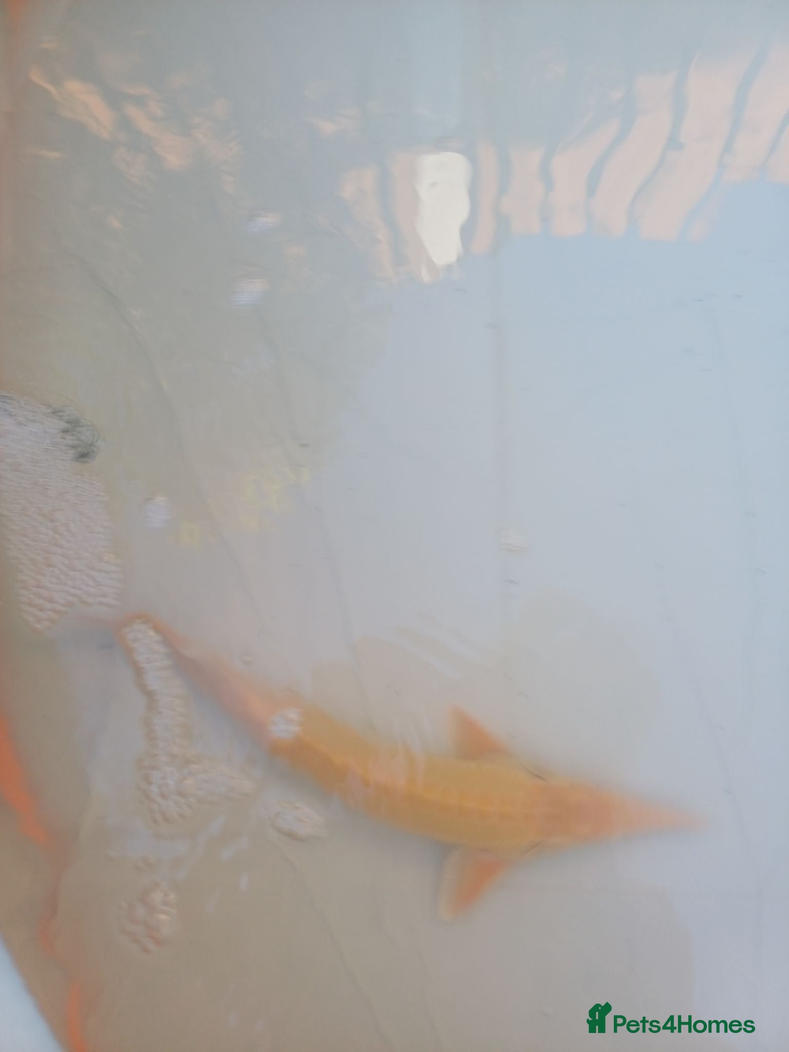 Koi Carp fish Sturgeon - Advert 1