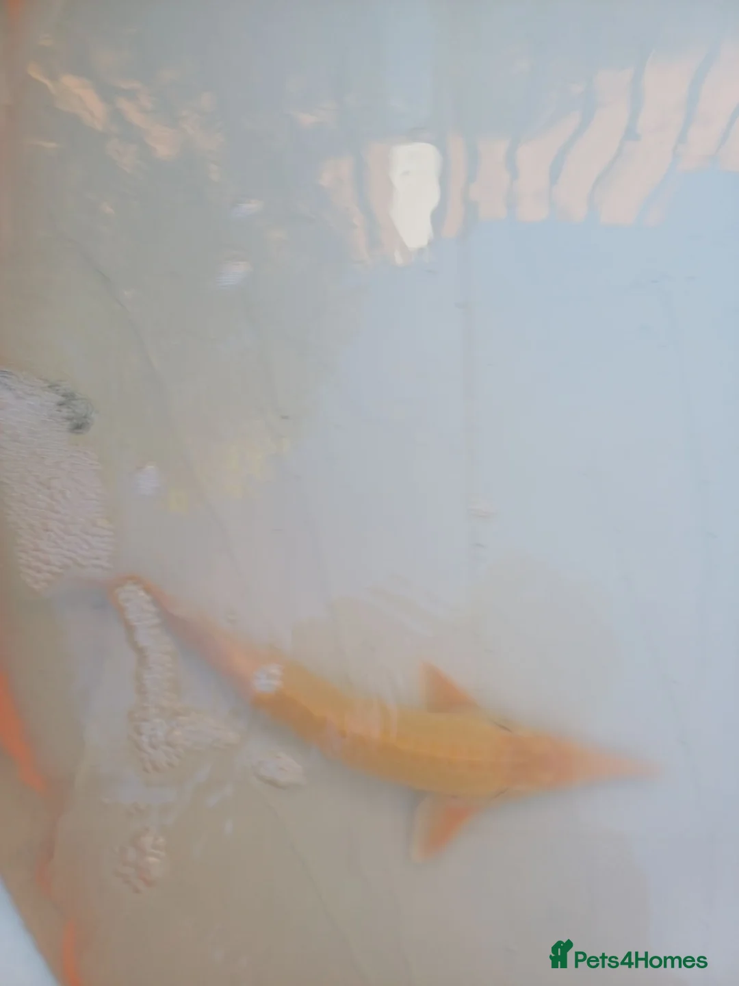Koi Carp fish for sale: Sturgeon in Bradford - Advert 1