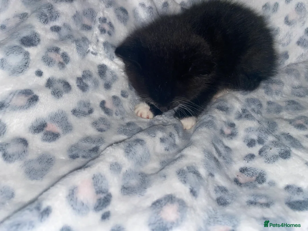 Mixed Breed cats for sale: ready to leave now! black and white kittens - Advert 20