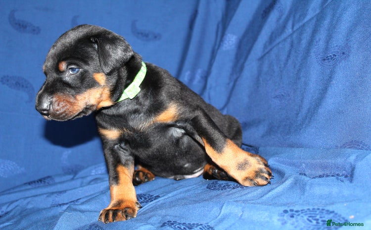 Dobermann dogs - Advert 1