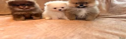 Pomeranian dogs for sale: Beautiful Pomeranian babies - Advert 17