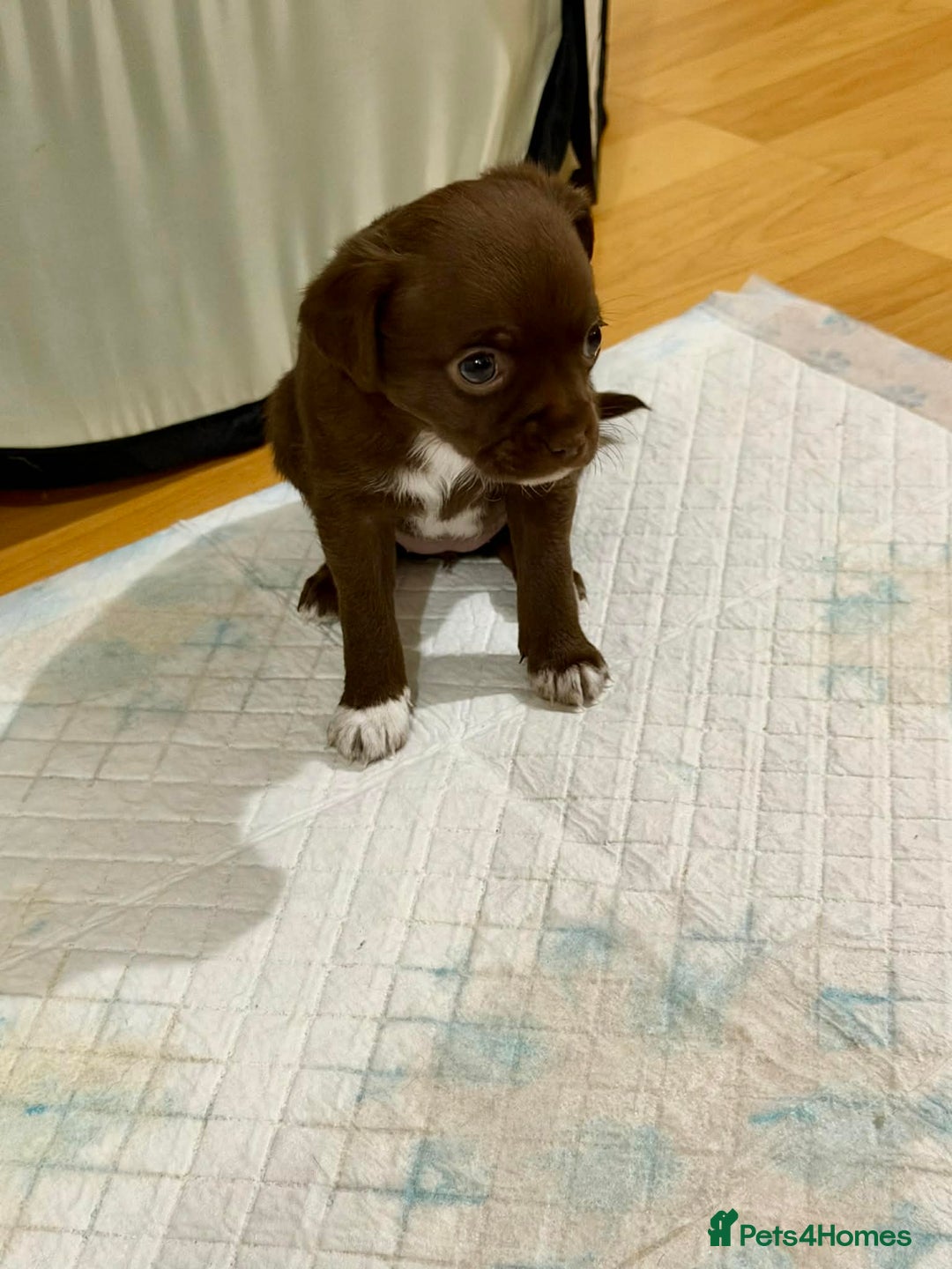 Chihuahua dogs for sale: Puppies  - Advert 4