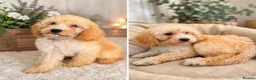 Cavapoo dogs for sale: Beautiful Cavapoo Puppies –last boys puppies  - Advert 1