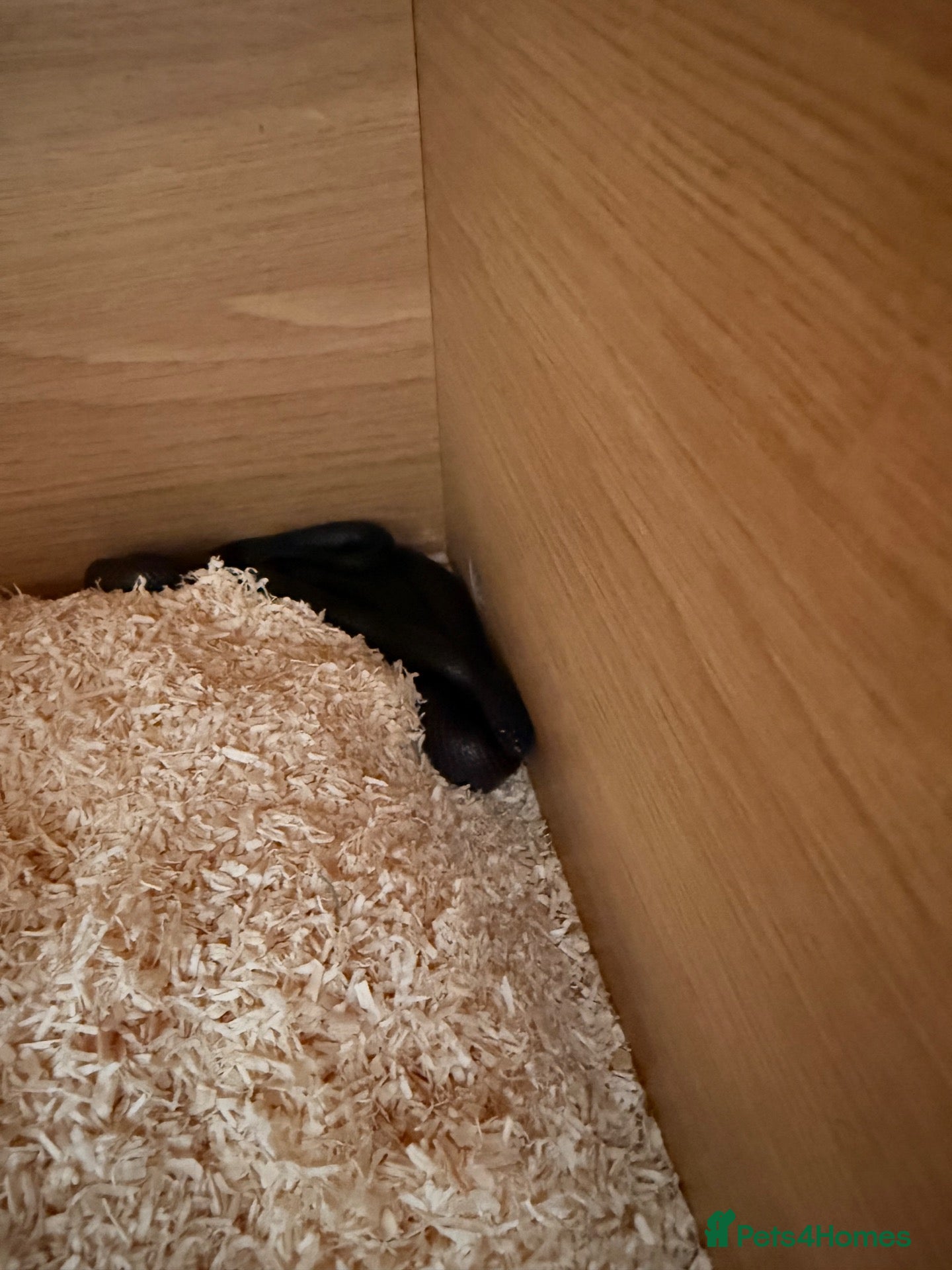 Snake reptiles for sale: Mexican black kingsnake & Royal python  - Advert 6