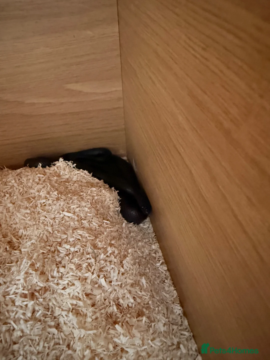 Snake reptiles for sale: Mexican black kingsnake & Royal python  - Advert 1