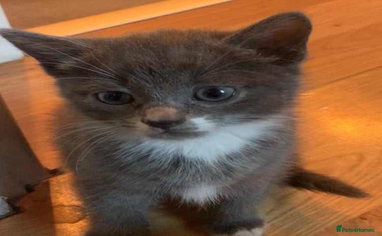 Mixed Breed cats - Advert 18