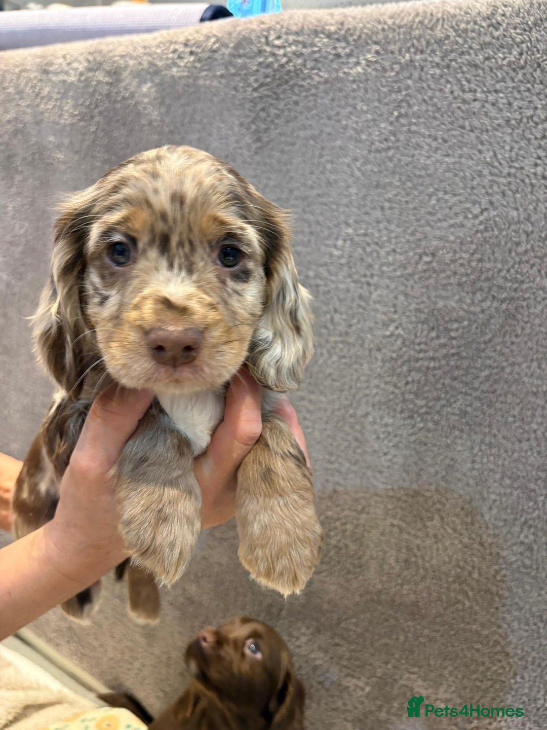 Cocker Spaniel dogs for sale: Pedigree show kc parents DNA health tested    - Advert 18