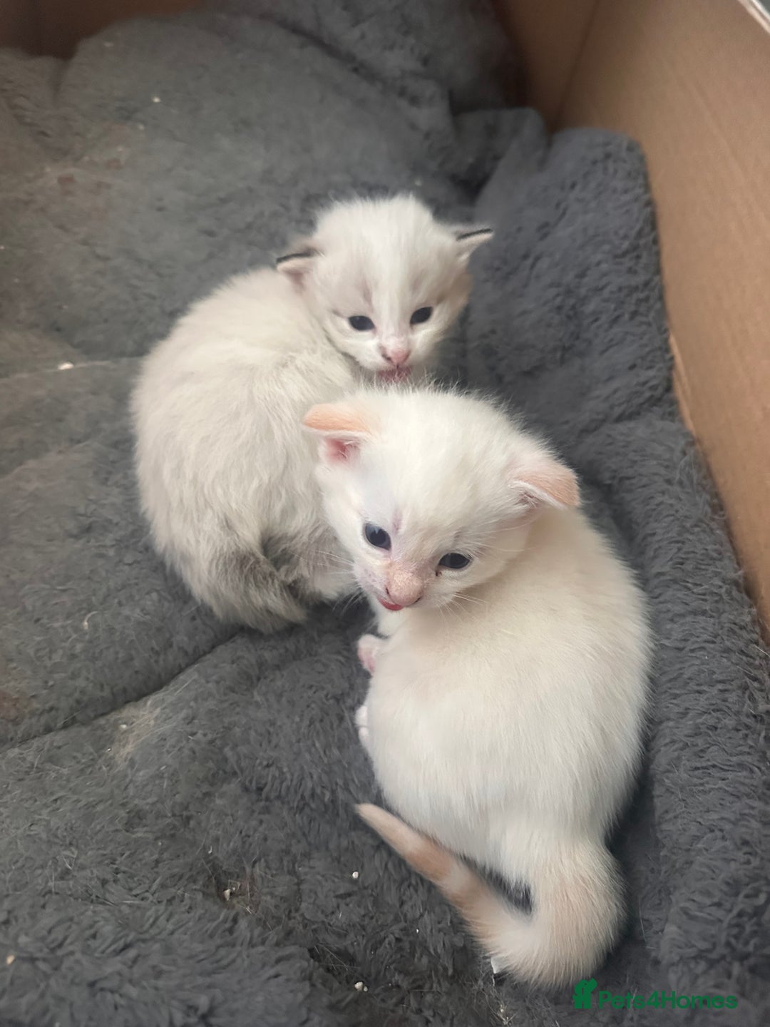 Mixed Breed cats for sale: Male Kitten for sale!  - Image 16