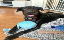 Mixed Breed dogs for adoption: DOLLY - Really Wants a Canine Buddy! - Image 3