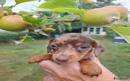 Miniature Dachshund dogs for sale: Beautiful litter of 6 true to type miniature pups. - Image 16