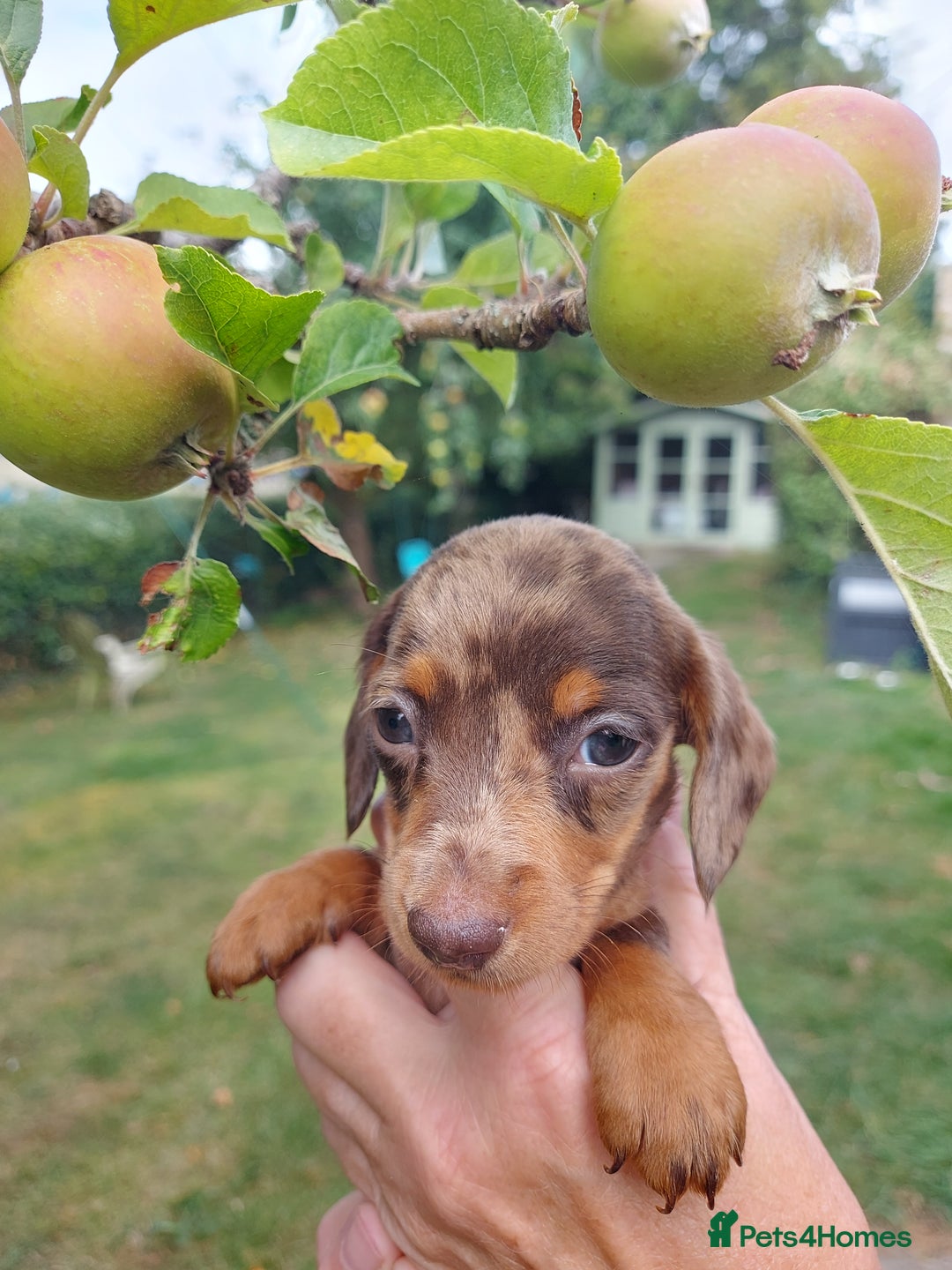 Miniature Dachshund dogs for sale: Beautiful litter of 6 true to type miniature pups. - Image 16