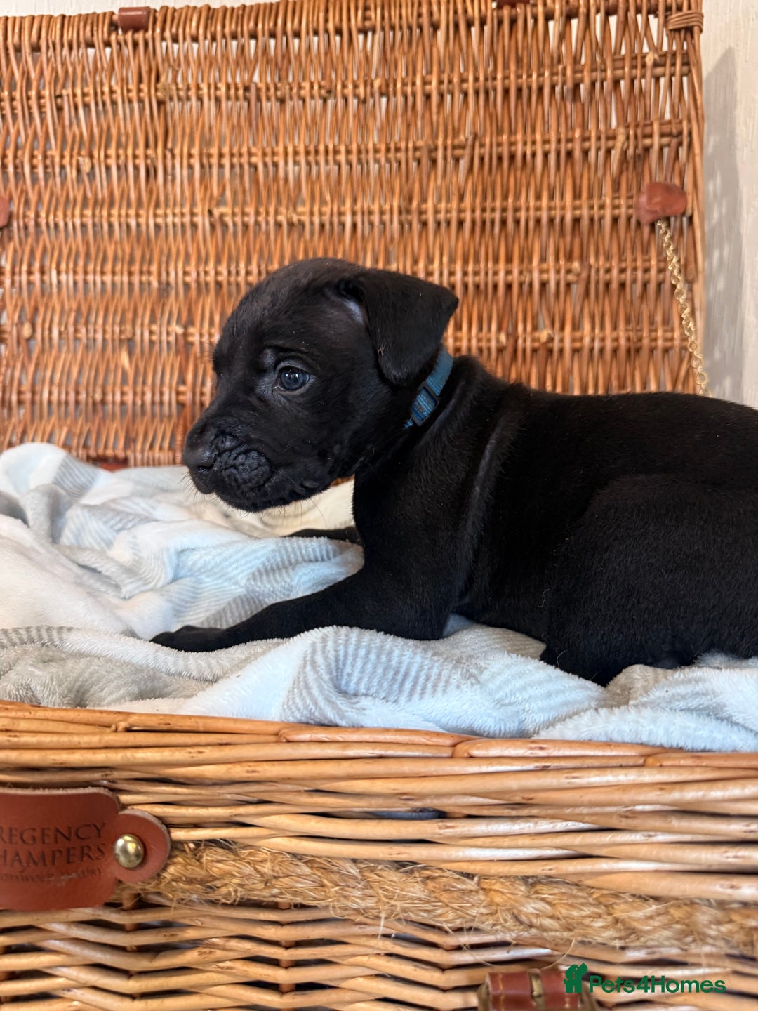 Mixed Breed dogs for sale: Came Corso X Puppies - Image 7