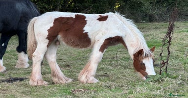 Irish Cob horses - Advert 4