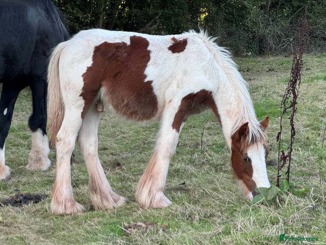 Irish Cob horses for sale: Chesney the Skewbald baby  - Image 2