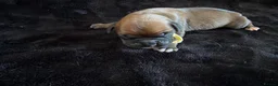 Boxer dogs for sale: Boxer - Advert 11