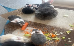 Mixed Breed rabbits for sale: Mixed breed - Image 4