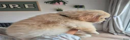 Golden Retriever dogs for sale: KC Registered Puppies - 2 x Girls Available - Advert 7