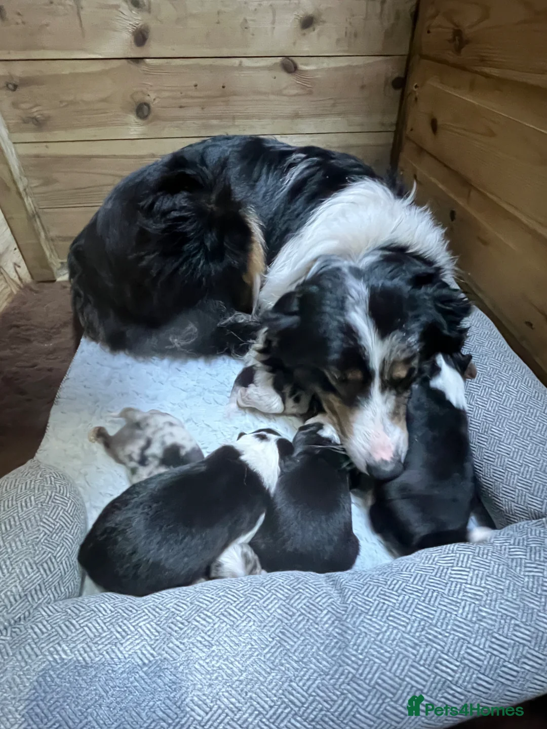 Border Collie dogs for sale: Collie pups  - Advert 2