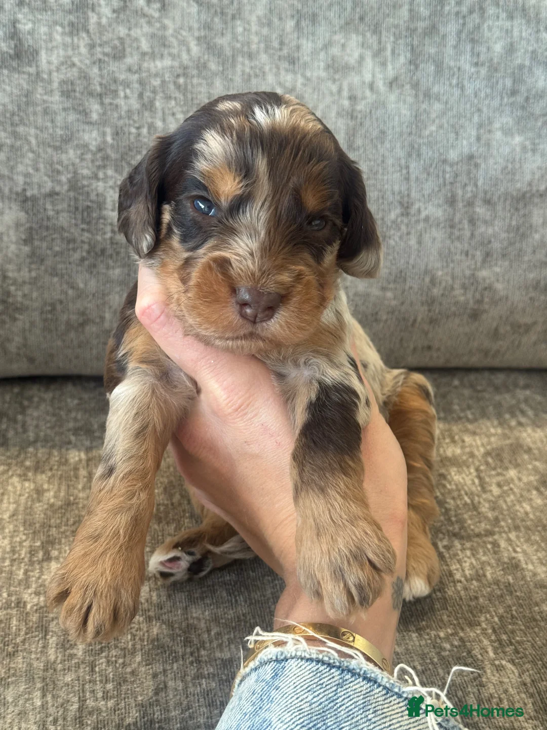 Cockapoo dogs for sale: BEAUTIUFL MIXED LITTER OF F1 COCKERPOOS - Advert 2