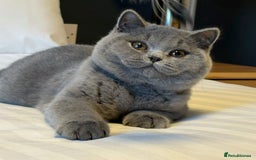 British Shorthair cats for sale: Lovely BSH  - Image 24
