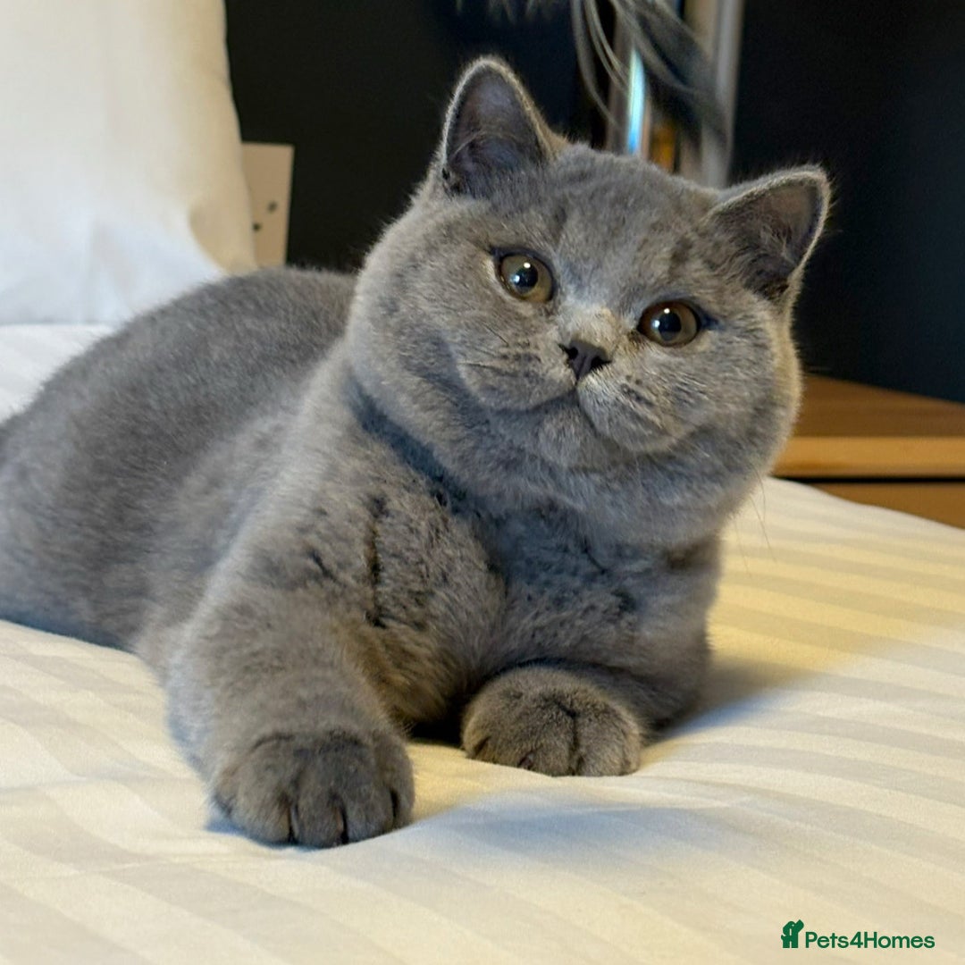 British Shorthair cats for sale: Lovely BSH  - Image 24