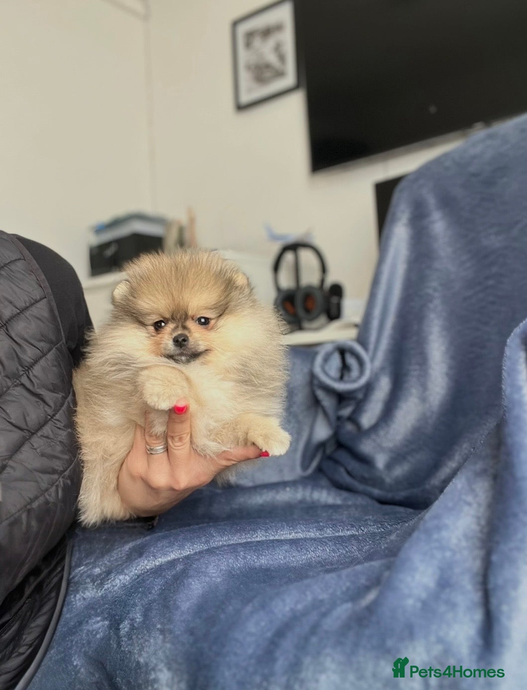 Pomeranian dogs 🐻Teddy Bear Type 🏆Top Quality  - Advert 2