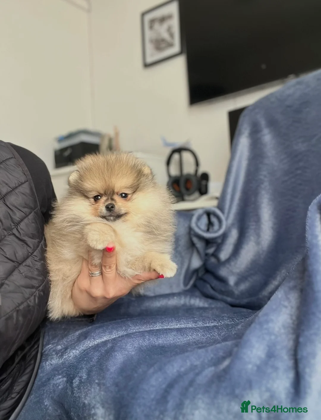 Pomeranian dogs for sale: 🐻Teddy Bear Type 🏆Top Quality  - Advert 1