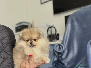 Pomeranian dogs 🐻Teddy Bear Type 🏆Top Quality - Advert 12