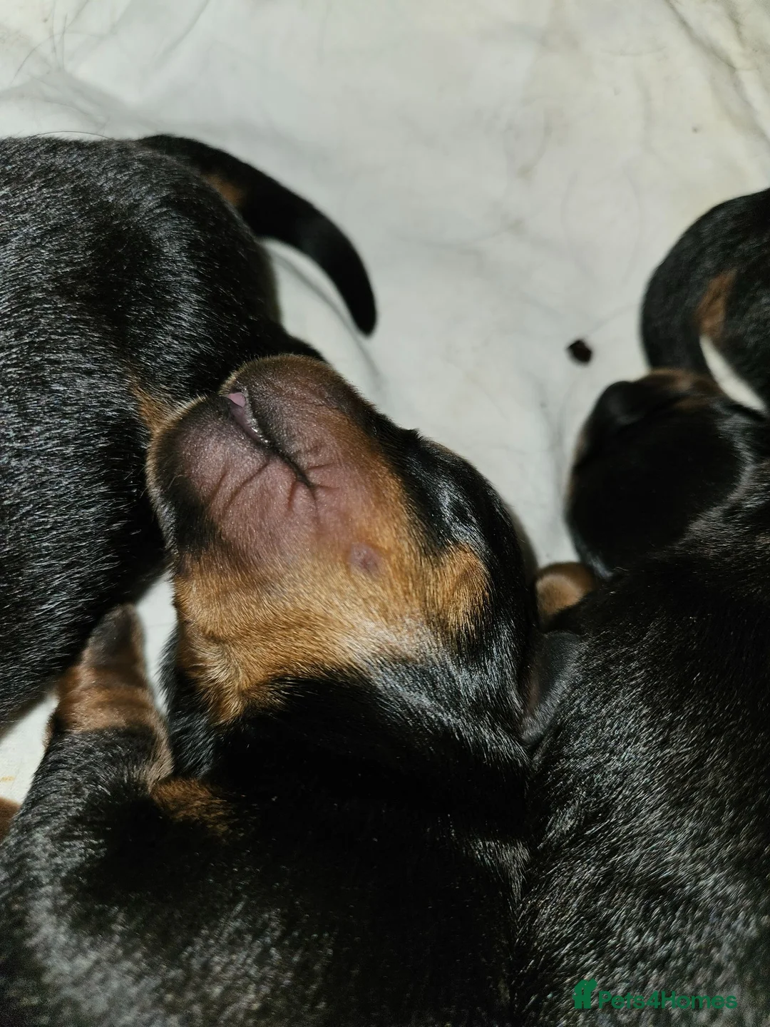 Rottweiler dogs for sale: Rottweiler pups - Advert 6