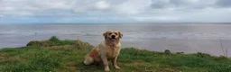 Golden Retriever dogs for sale: Golden retriever puppies in Ashton-under-Lyne - Advert 6