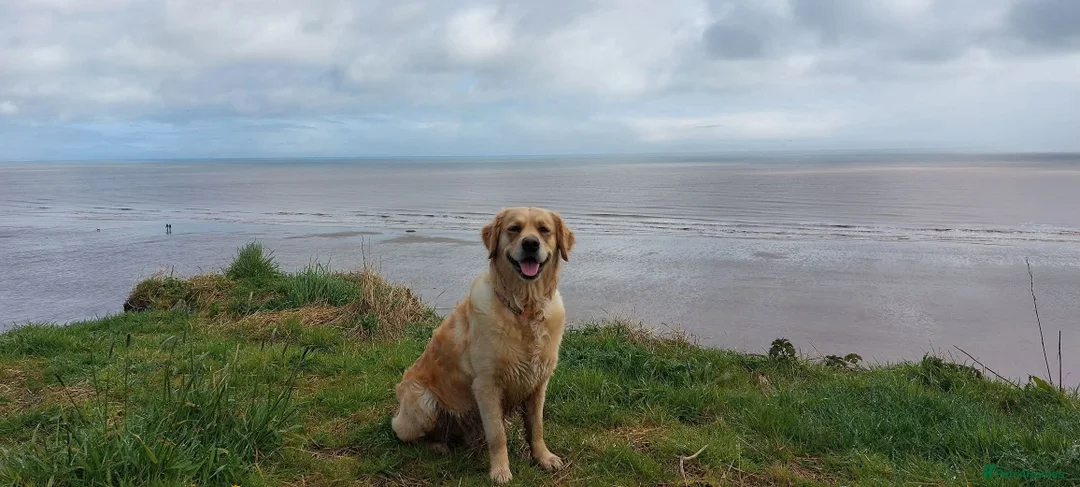 Golden Retriever dogs for sale: Golden retriever puppies in Ashton-under-Lyne - Advert 6